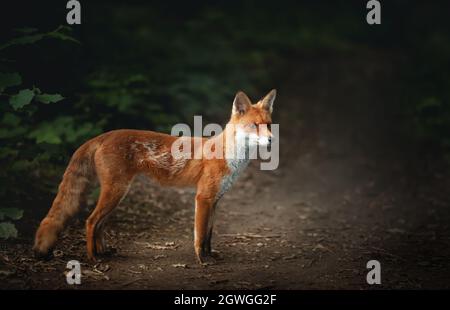 Gros plan d'un cub de renard roux (Vulpes vulpes) debout dans la forêt, au Royaume-Uni. Banque D'Images