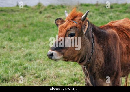 Veau brun, enchaîné sur la prairie avec de l'herbe verte. Jeunes châtaignes couleur taureau pâturage dans le pâturage près de l'étang. Banque D'Images