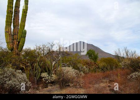 Volcan Tres Vírgenes sur la péninsule de Baja California sur, Mexique Banque D'Images