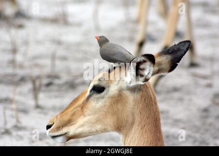 Gros plan d'un impala à l'arrière d'un broyeur de maggot Chobe National Park, Afrique Banque D'Images