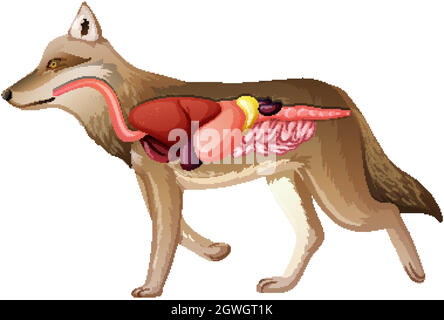 Anatomie interne d'un loup isolé sur fond blanc Illustration de Vecteur