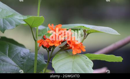 Nénuphars, fleurs, fleurs orange. Banque D'Images