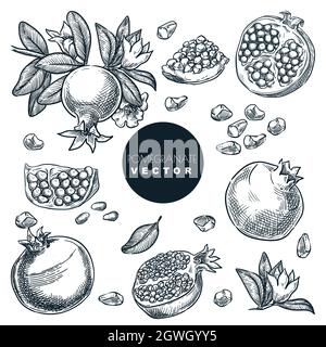 Grenade, grains, graines et fruits sur branche, isolés sur fond blanc. Ensemble d'éléments de design tropical vintage. Illustrateur de vecteur d'esquisse dessiné à la main Illustration de Vecteur