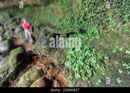 Plantes poussant sur le mur humide derrière la chute d'eau dans le parc naturel, Tham Champy, Paksong, Laos Banque D'Images