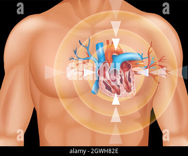 Cœur humain dans le diagramme de gros plan Illustration de Vecteur