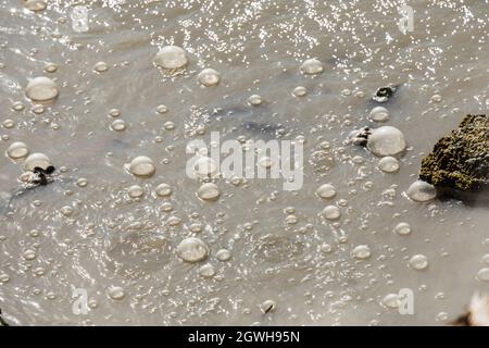 Des gaz s'échappant du volcan Mud, parc national de Yellowstone, États-Unis Banque D'Images