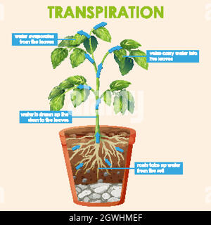 Schéma montrant la transpiration de la plante Illustration de Vecteur