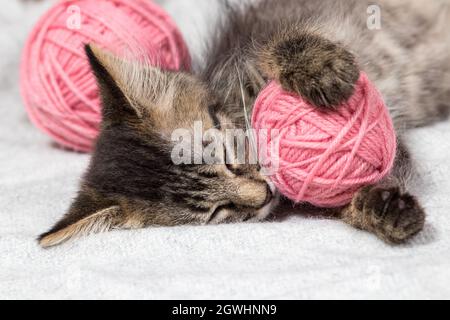 Un petit chaton gris moelleux dort avec des boules roses de fil. Banque D'Images