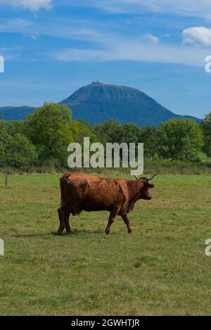 Vache Salers dans sa prairie en face du volcan du Puy-de-Dôme Banque D'Images