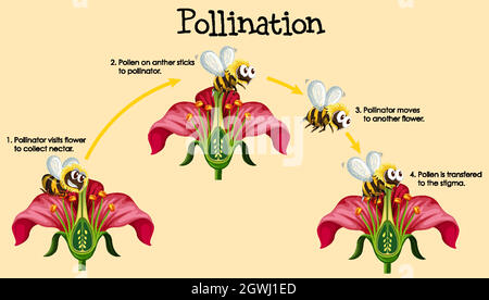 Diagramme montrant la pollinisation avec les abeilles et les fleurs Illustration de Vecteur