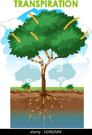 Schéma montrant la transpiration avec la plante Illustration de Vecteur