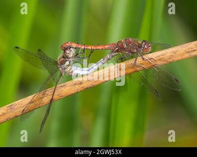 Hommes et femmes homologues Dragonflies de Sympetrum striolatum (Sympetrum striolatum) à la réserve naturelle de Smestow Valley, Wolverhampton, Royaume-Uni Banque D'Images