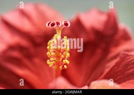 Gros plan d'une fleur d'hibiscus rouge, d'une tige et d'un pistil Banque D'Images