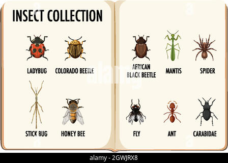 Ensemble de collection d'insectes dans le livre Illustration de Vecteur