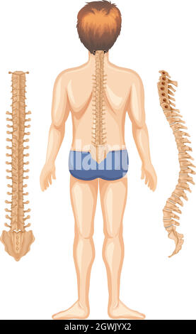 Anatomie humaine du rachis sur fond blanc Illustration de Vecteur