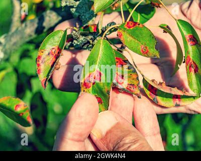 Maladie des points rouges des feuilles de poire. Puccinia recondita spots. Le jardinier montre des dégâts à la pourriture et aux parasites. Le concept de protection du jardin de poires. Banque D'Images