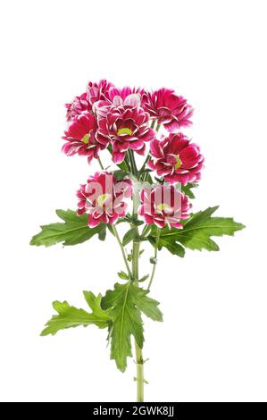 Fleurs de chrysanthème rouge foncé et feuillage isolés contre le blanc Banque D'Images