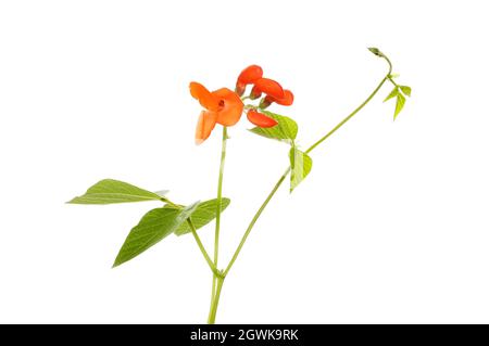 Haricot de race blanche, Phaseolus coccineus, fleurs et feuillage isolés contre le blanc Banque D'Images