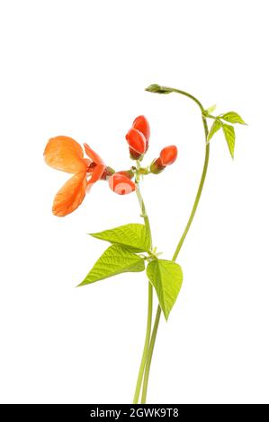 Fleurs et feuillage des haricots blancs isolés contre le blanc Banque D'Images