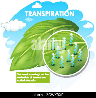 Schéma montrant la transpiration avec la plante Illustration de Vecteur