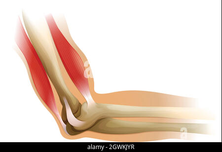 Coude humain Illustration de Vecteur