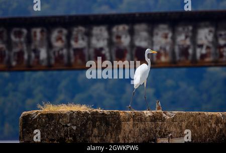 Egret vu perché sur un tas de ciment laissé sur un pont sur la rivière French Board dans le Tennessee, États-Unis Banque D'Images