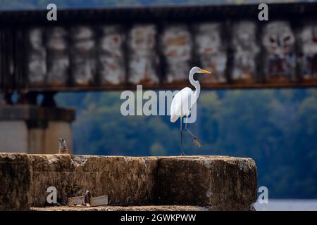 Egret vu perché sur un tas de ciment laissé sur un pont sur la rivière French Board dans le Tennessee, États-Unis Banque D'Images