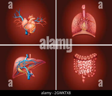Quatre parties différentes des organes humains Illustration de Vecteur