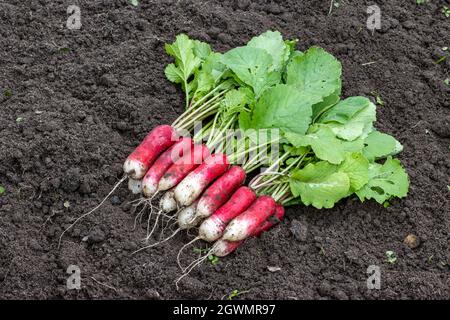 Des radis de différentes variétés et couleurs sont posés sur le sol, gros plan sur un thème de ferme Banque D'Images