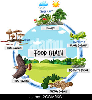 Concept de diagramme de la chaîne alimentaire Illustration de Vecteur