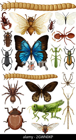 Collection d'insectes différents isolés sur fond blanc Illustration de Vecteur