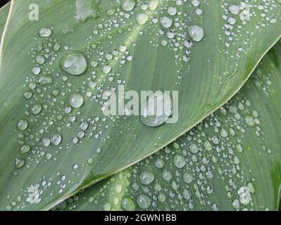 Deux feuilles de cana lily avec de grandes gouttelettes d'eau. Banque D'Images