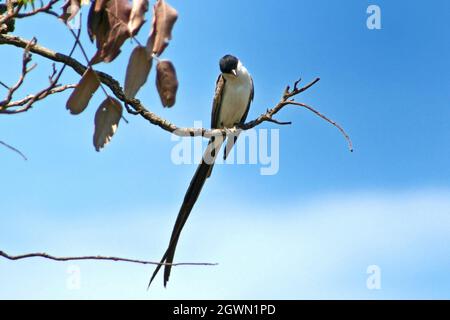 Photo sélective d'une magpie aimée d'azur perchée sur une branche d'arbre Banque D'Images