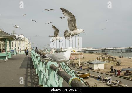 Flying seagull Banque D'Images