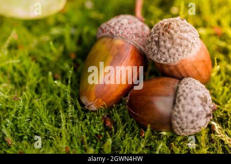 Arrière-plan avec des acornes d'automne se trouve sur la mousse verte de la forêt d'automne. Printemps dans la forêt. Fond naturel lumineux et ensoleillé. Gros plan v. Acorn Banque D'Images