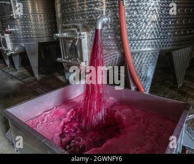 Cave de vinification produisant du vin, Grape ju en réservoir. Cuves de fermentation de vin. Processus de fermentation du vin raisins rouges dans le réservoir de fermentation. Verser du vin dans un réservoir. Banque D'Images