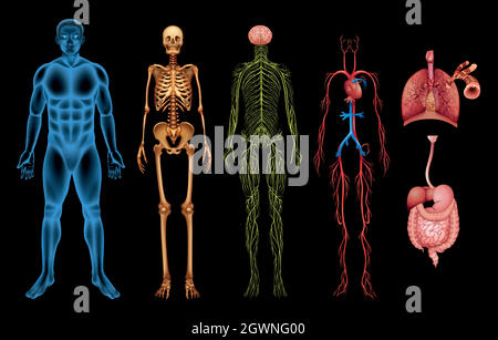 Systèmes du corps humain Illustration de Vecteur