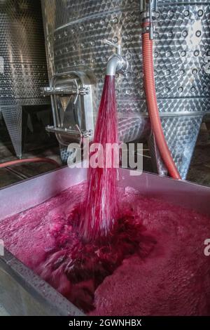 Cave de vinification produisant du vin, Grape ju en réservoir. Cuves de fermentation de vin. Processus de fermentation du vin raisins rouges dans le réservoir de fermentation. Verser du vin dans un réservoir. Banque D'Images