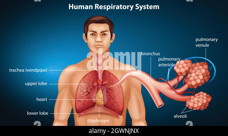 Système respiratoire humain Illustration de Vecteur