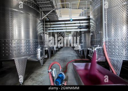 Cave de vinification produisant du vin, Grape ju en réservoir. Cuves de fermentation de vin. Processus de fermentation du vin raisins rouges dans le réservoir de fermentation. Verser du vin dans un réservoir. Banque D'Images