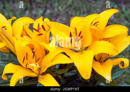 Groupe de lys hybrides asiatiques jaunes d'abeille minuscule en bordure avec un fond de feuilles vertes A 1a) sous-division avec des fleurs tournées vers le haut Banque D'Images