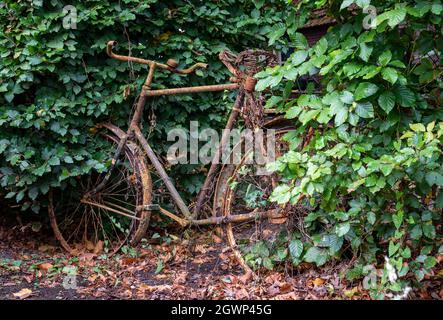 Vieux vélo hollandais rouillé cultivé en vert haie isolé Banque D'Images