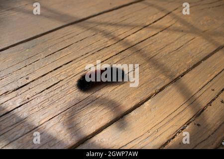 Un Isabella Tiger Moth Caterpillar sur une planche de pont Banque D'Images