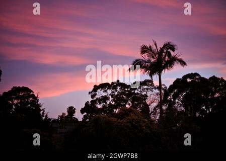 Coucher de soleil rose derrière la silhouette de palmier à l'heure dorée Banque D'Images