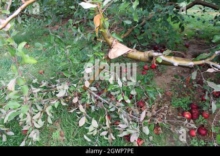 Une branche brisée sur un Apple Tree Banque D'Images