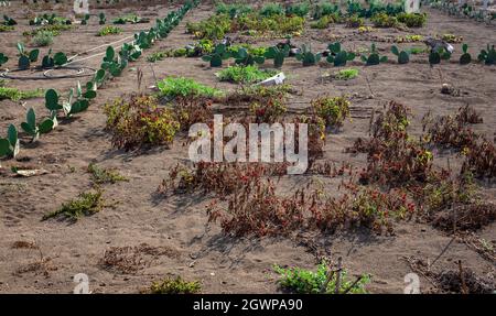 Culture de tomates sur un arbuste quelque peu sauvage dans un jardin non conventionnel, Linosa Sicile Banque D'Images