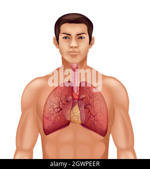 Système respiratoire humain Illustration de Vecteur