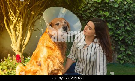 Portrait d'un chien Golden Retriever blessé avec un cône en plastique sur son cou à côté d'une belle femme hispanique dans le jardin de leur maison pendant le soleil Banque D'Images