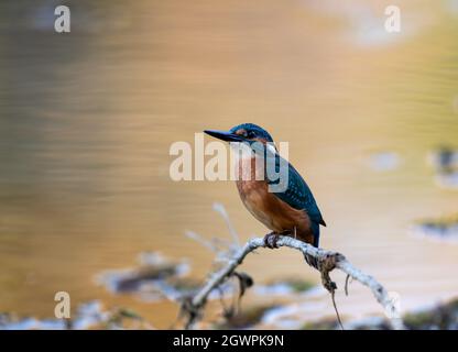 Oiseau de Kingfisher (alcedo atthis) debout sur la branche au-dessus de l'eau et de la pêche. Faune dans l'habitat naturel Banque D'Images