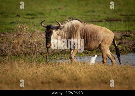 Wildebeest à tête blanche orientale - Connochaetes taurinus albojubatus aussi le gnu, antilope en Afrique orientale et australe, appartient à Bovidae wi Banque D'Images